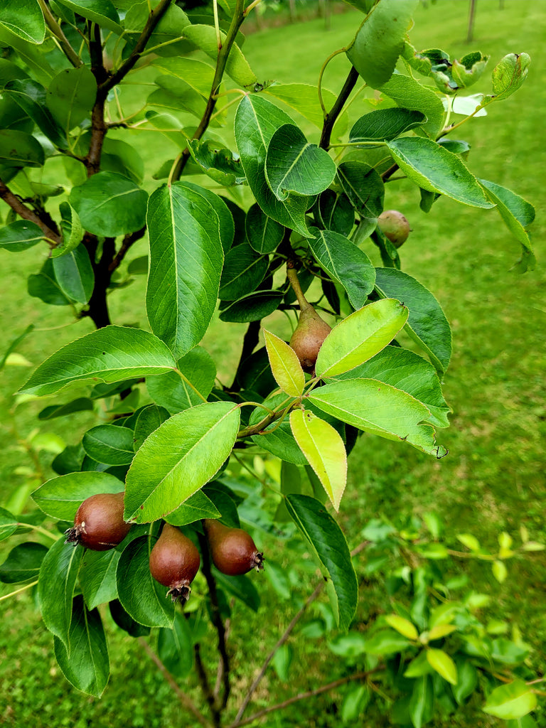 Nature at it's best